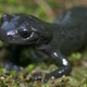 Illustration for article titled Amphibians and specialization